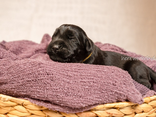 Frau Gelb nach 10 Tagen